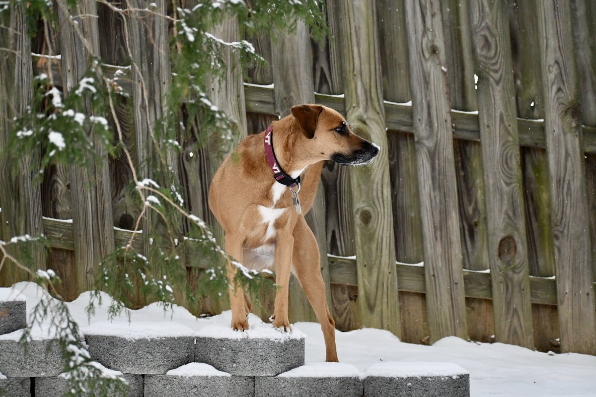 MariaMitch8's tweet photo. Living her BEST life!!🥰❄️🐶🐾 #FOX5SnowDay  #maciemae @fox5dc @FoxNews https://t.co/qgsQCk3FRD