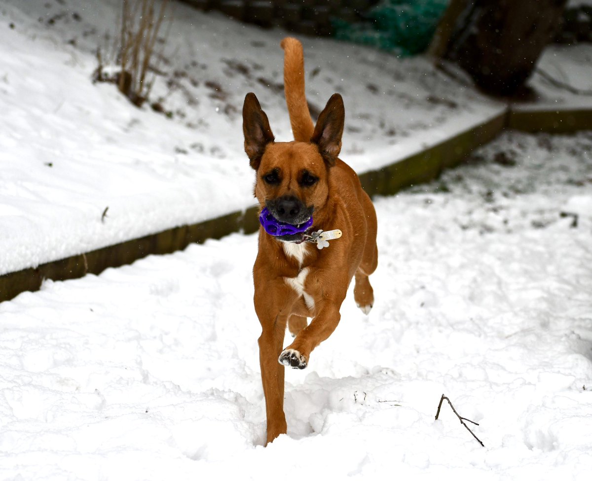 MariaMitch8's tweet photo. Living her BEST life!!🥰❄️🐶🐾 #FOX5SnowDay  #maciemae @fox5dc @FoxNews https://t.co/qgsQCk3FRD