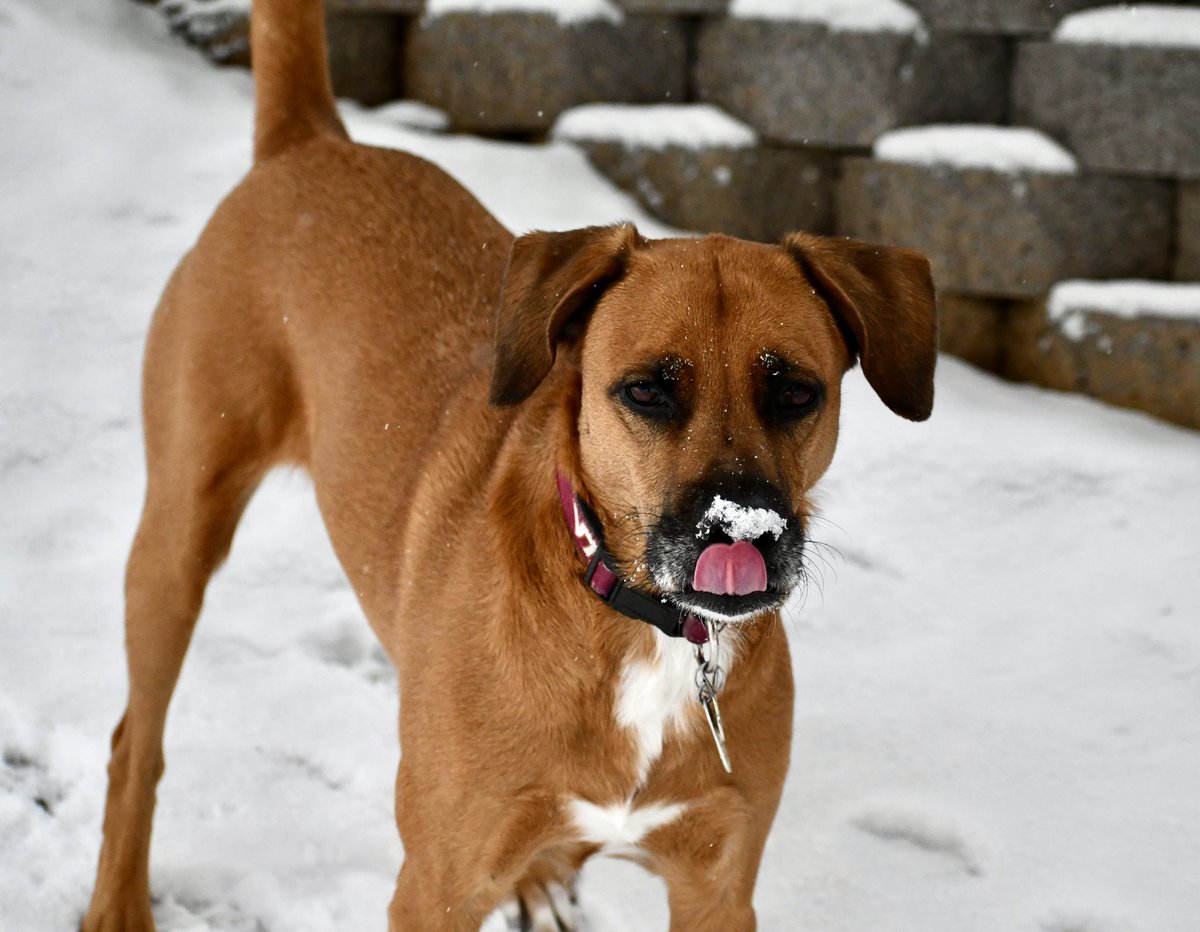 MariaMitch8's tweet photo. Living her BEST life!!🥰❄️🐶🐾 #FOX5SnowDay  #maciemae @fox5dc @FoxNews https://t.co/qgsQCk3FRD