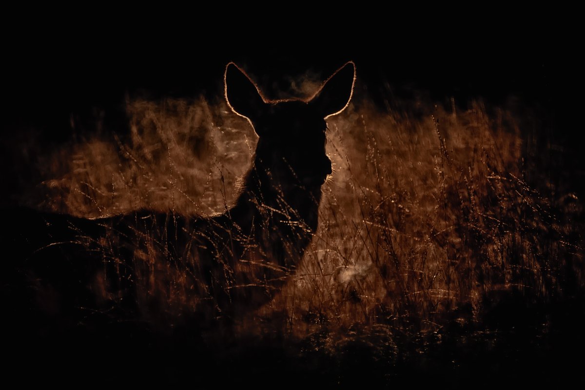 Abstract backlit deer (Richmond Park early this morning)