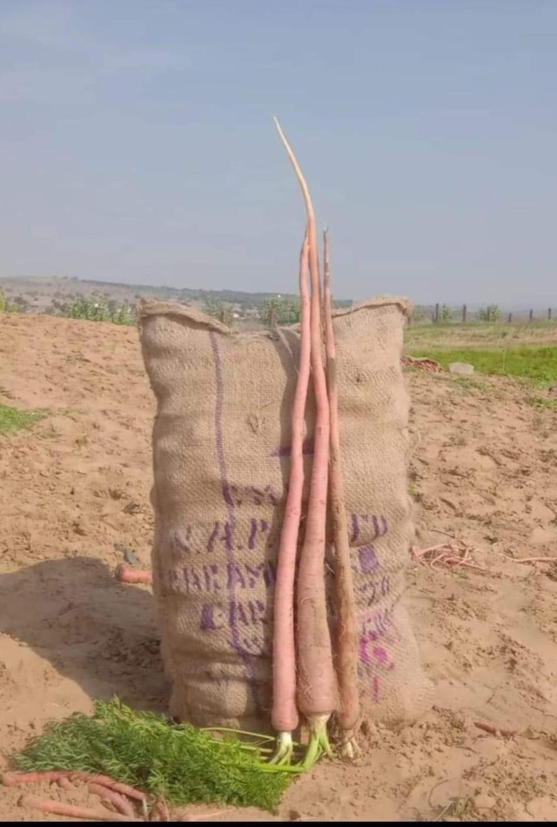 farmerbalkar's tweet photo. गाजर देख कर हैरान हो जाओ
 किसान के खेत में https://t.co/UK0fw7U6LD