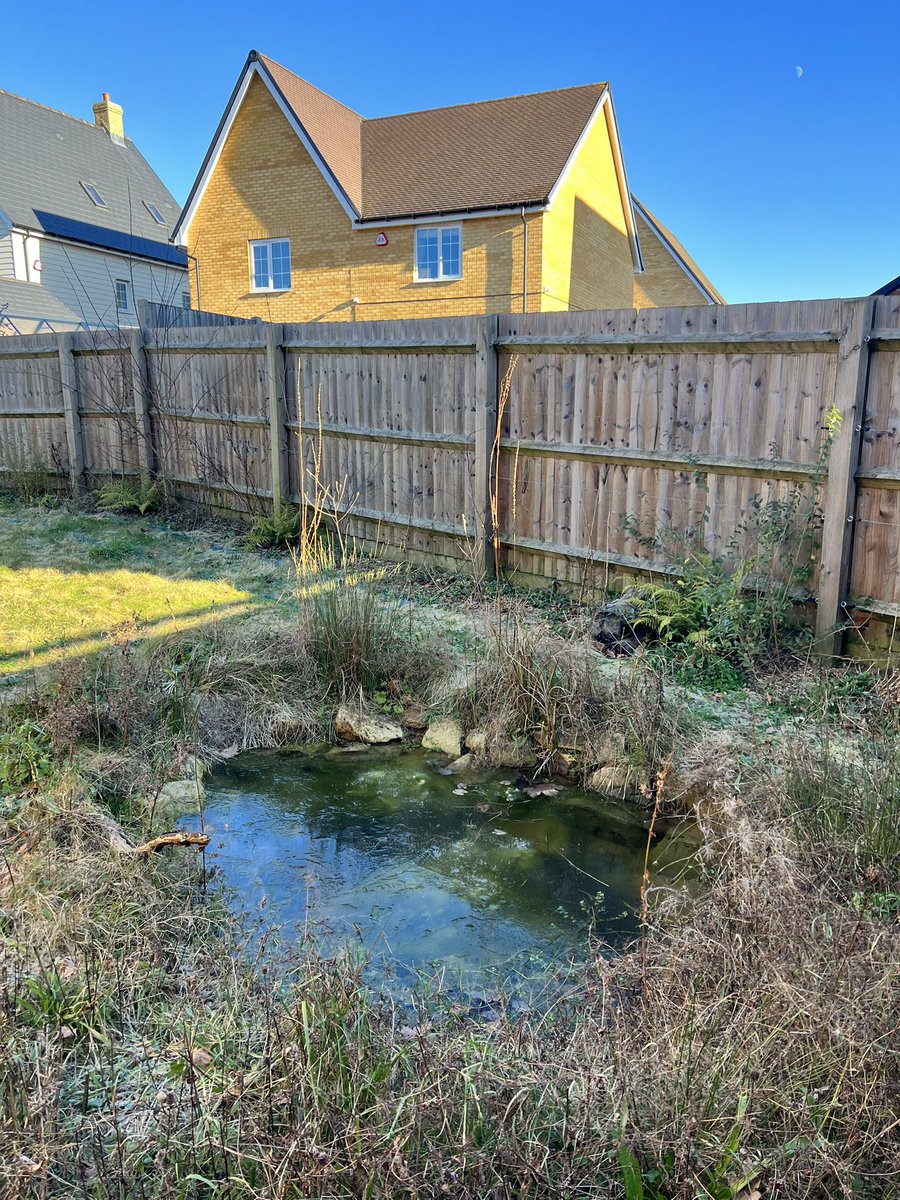 Nice to see this #wildlifepond I created for a client in 2022 has settled in nicely, as part of a #widlifegarden that I made. It includes a native hedge &amp; climbers to all sides, native trees, a mini #wildflowermeadow, hedgehog access, bee hotel, log piles, bird boxes, herbaceous