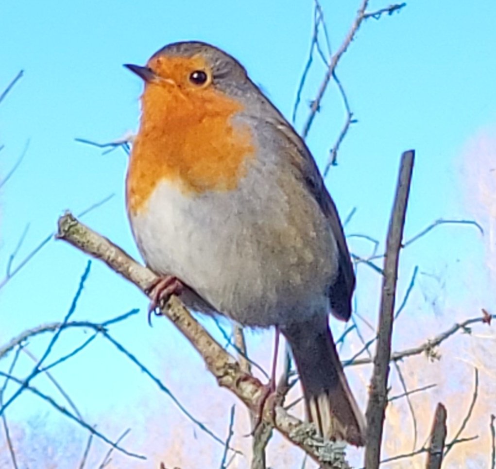 WistfulCass's tweet photo. Farewell #Winterwatch, already yearning for #Springwatch
@ChrisGPackham's words about this season's beauty were true & non-clichéd
Visited @WKWT site at Brandon Marsh, nr #Coventry & his words rang so true. Utterly mesmerising
#SOSWildlife #bbcnature https://t.co/u6fvr41G93