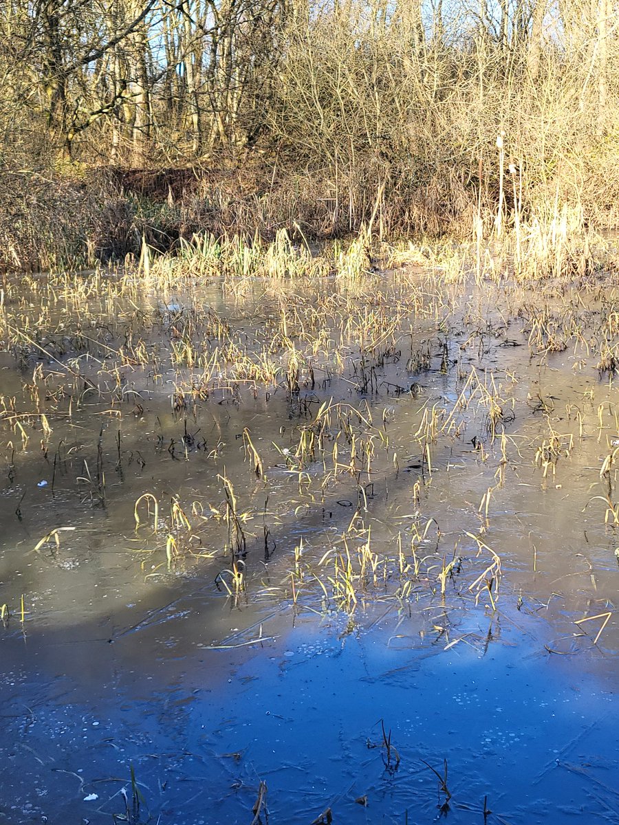 WistfulCass's tweet photo. Farewell #Winterwatch, already yearning for #Springwatch
@ChrisGPackham's words about this season's beauty were true & non-clichéd
Visited @WKWT site at Brandon Marsh, nr #Coventry & his words rang so true. Utterly mesmerising
#SOSWildlife #bbcnature https://t.co/u6fvr41G93