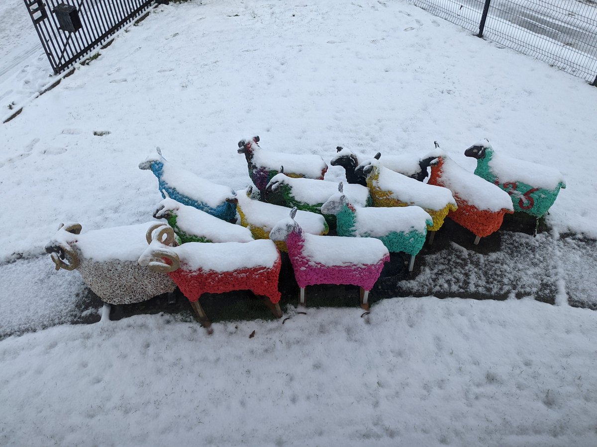 #Snow  covers #sheep #flock
#derry #ireland #stormhour