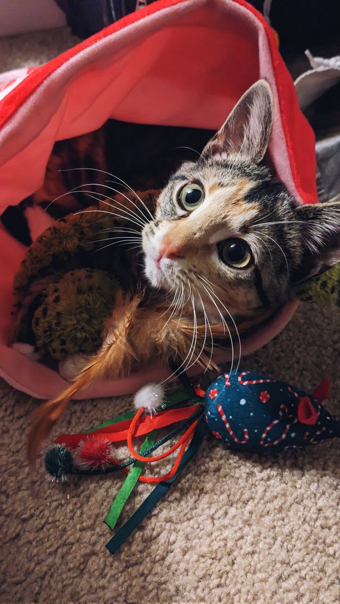 hmthreatte's tweet photo. Goodness. I haven't been on here in forever. 

I still write books. I still read books. I still love all things writing and reading. I just haven't been around much on the socials. 

Also, we rescued a kitten and she's adorable. Seriously, look at that face! 💕 https://t.co/EhOXURqRa6