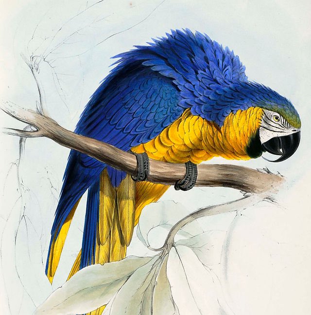 Will Beharrell (@willbeharrell) on Twitter photo If you have an hour free at 2pm next Tuesday, why not listen to me wittering informatively about Edward Lear and his beautiful parrot illustrations? It’s online <a href="/LinneanSociety/">The Linnean Society of London</a>, and free. Put me on in the background while you’re doing something else. 🔗 - members.linnean.org/events/655cd7d… If you have an hour free at 2pm next Tuesday, why not listen to me wittering informatively about Edward Lear and his beautiful parrot illustrations? It’s online <a href="/LinneanSociety/">The Linnean Society of London</a>, and free. Put me on in the background while you’re doing something else. 🔗 - members.linnean.org/events/655cd7d…