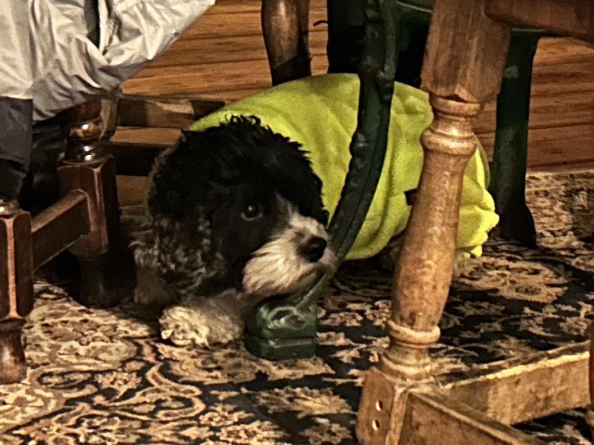 PubsSaving's tweet image. Enjoyed a perfect pint of Glasshouse pale ale on cask by the open fire at The Black Lion, Kilburn! Fresh on yesterday. #favouritepubs #dogfriendly #pubs #bestpubs #kilburn