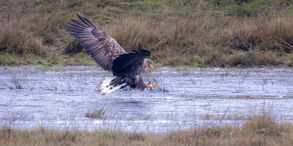 Fish are the preferred prey of #WhiteTailedEagles even in winter when they are harder to find, like this fish that got stranded in a flooded field. As the birds approach breeding age we see them living largely in wetland areas with abundant fish. 📷@DanSayers66658 @RoyDennisWF