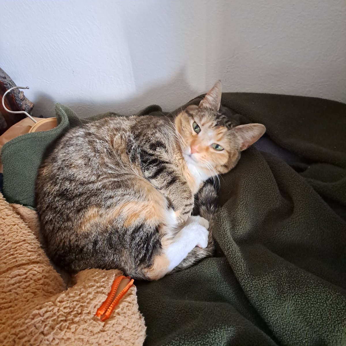 QueenCityJamz's tweet photo. Bella Floof Indoor Scene Report
She wants to know why in tf she is awake rn. https://t.co/PtORQbflu6