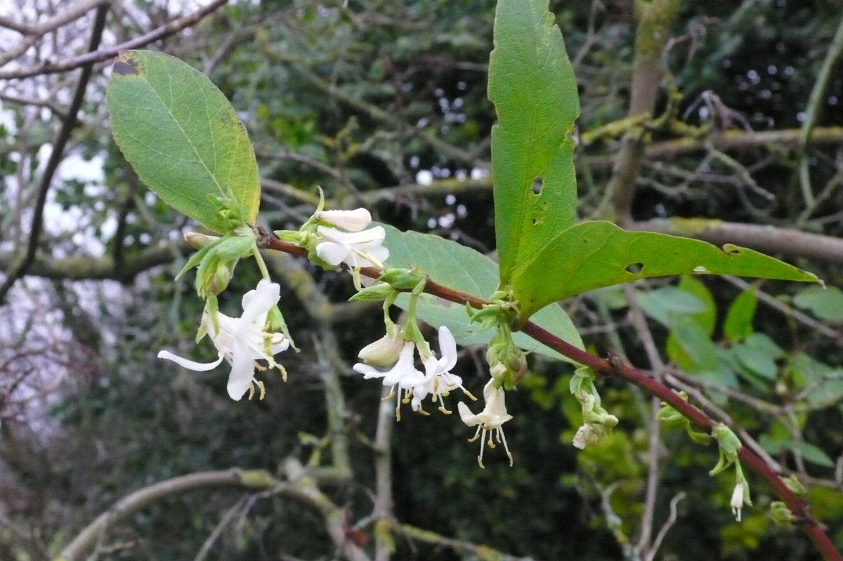 SLGardens's tweet photo. More scent in the garden, Hamamelis Arnold's Promise, Lonicera and the first violet. Oueen Charlotte
#WinterScent #GardenJoy #JanuaryFlowers #OpenGarden #HeartofYorkshire https://t.co/3IIGGvItz7