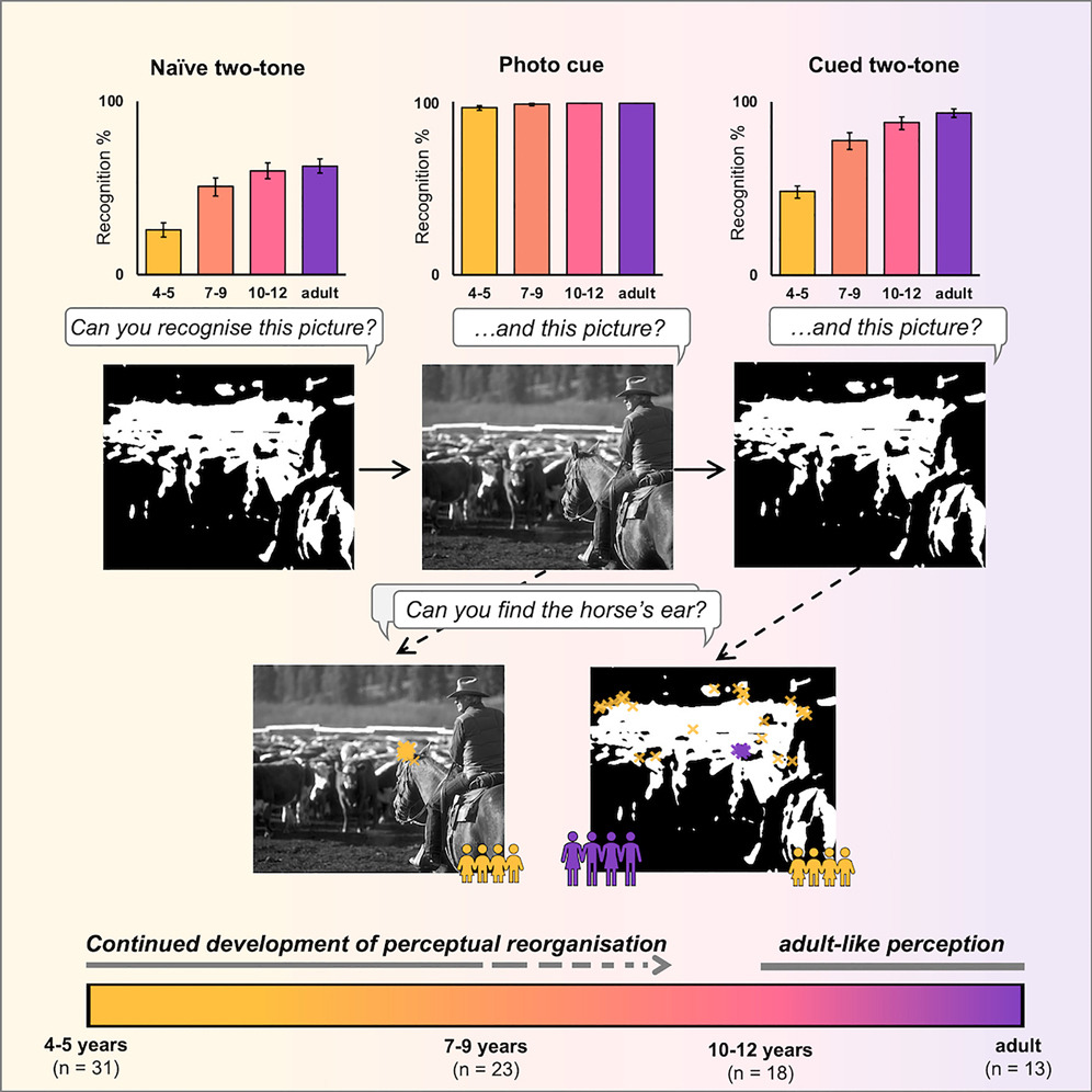 Excited to share our latest paper in @iScience_CP with @mlisi6, @iris_groen & @TesDekker We found profound differences in how children and adults can use prior knowledge to perceive hidden images ... cell.com/iscience/fullt… 1/6