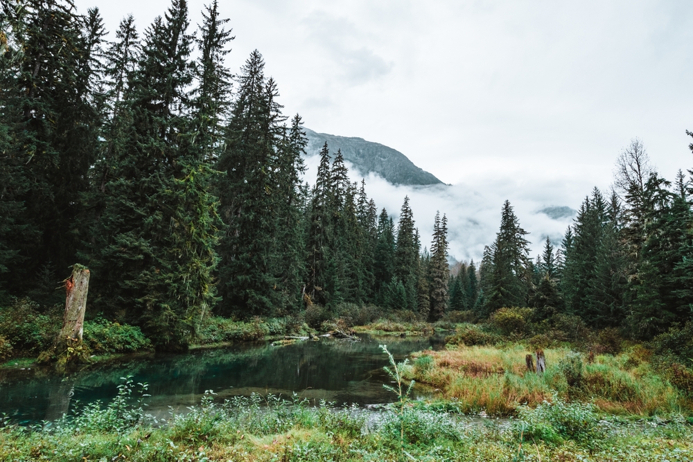 DaveyTree's tweet photo. Tree Fact Quiz: What is the U.S. state with the most forested acres? Reply with your answer.
A) Maine
B) Texas
C) Montana
D) Alaska
#DaveyTree #forests #treesaretheanswer https://t.co/8kPvqw8Ol1