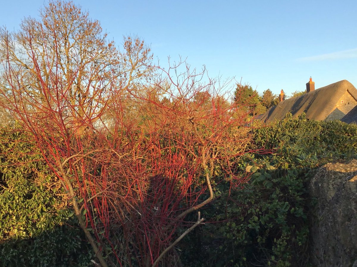 Colourful dogwood in late afternoon sunshine in #GraftonRegis. #Northamptonshire @NNweather @NNskies @NN_BestSurprise @The_RHS