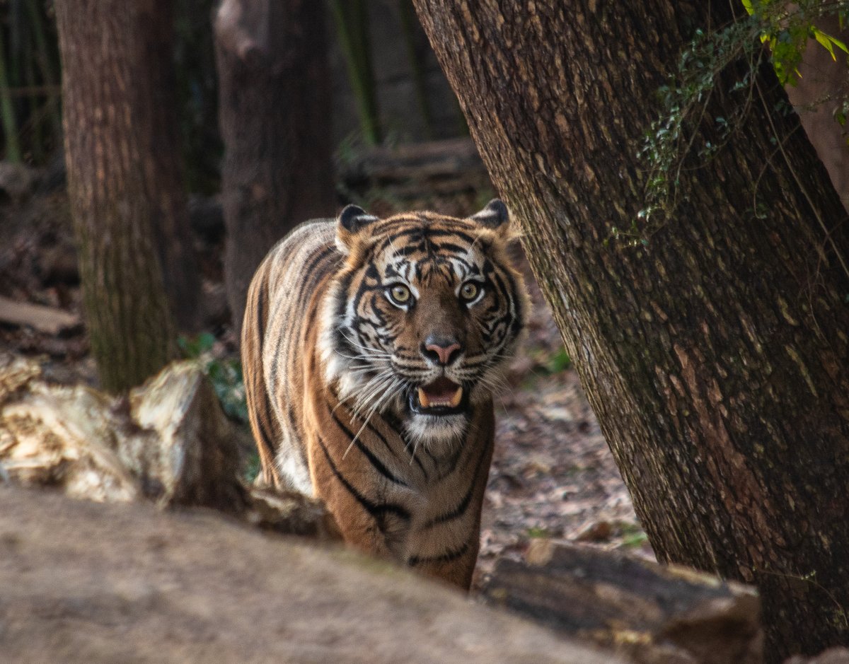 WELCOME DIBURU: Help us give a big Texas-sized welcome to Diburu, who joins us from @akronzoo. This gorgeous seven-year-old girl has been paired with our male Sumatran tiger, Kuasa, on a breeding recommendation from <a href="/zoos_aquariums/">AZA</a>' Species Survival Plan.