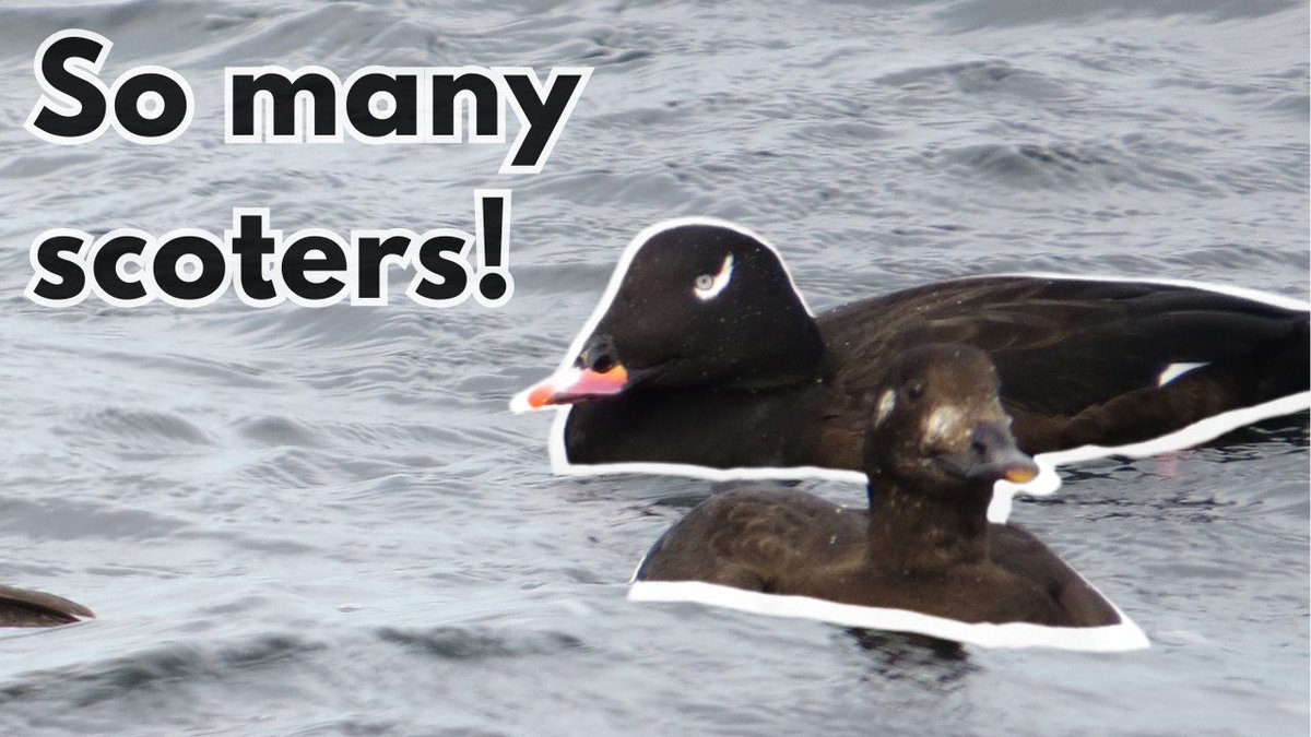 I released a new episode of “Nature Walks!”
It’s scoter mayhem out there: youtu.be/JHabLW4MU6k?si…