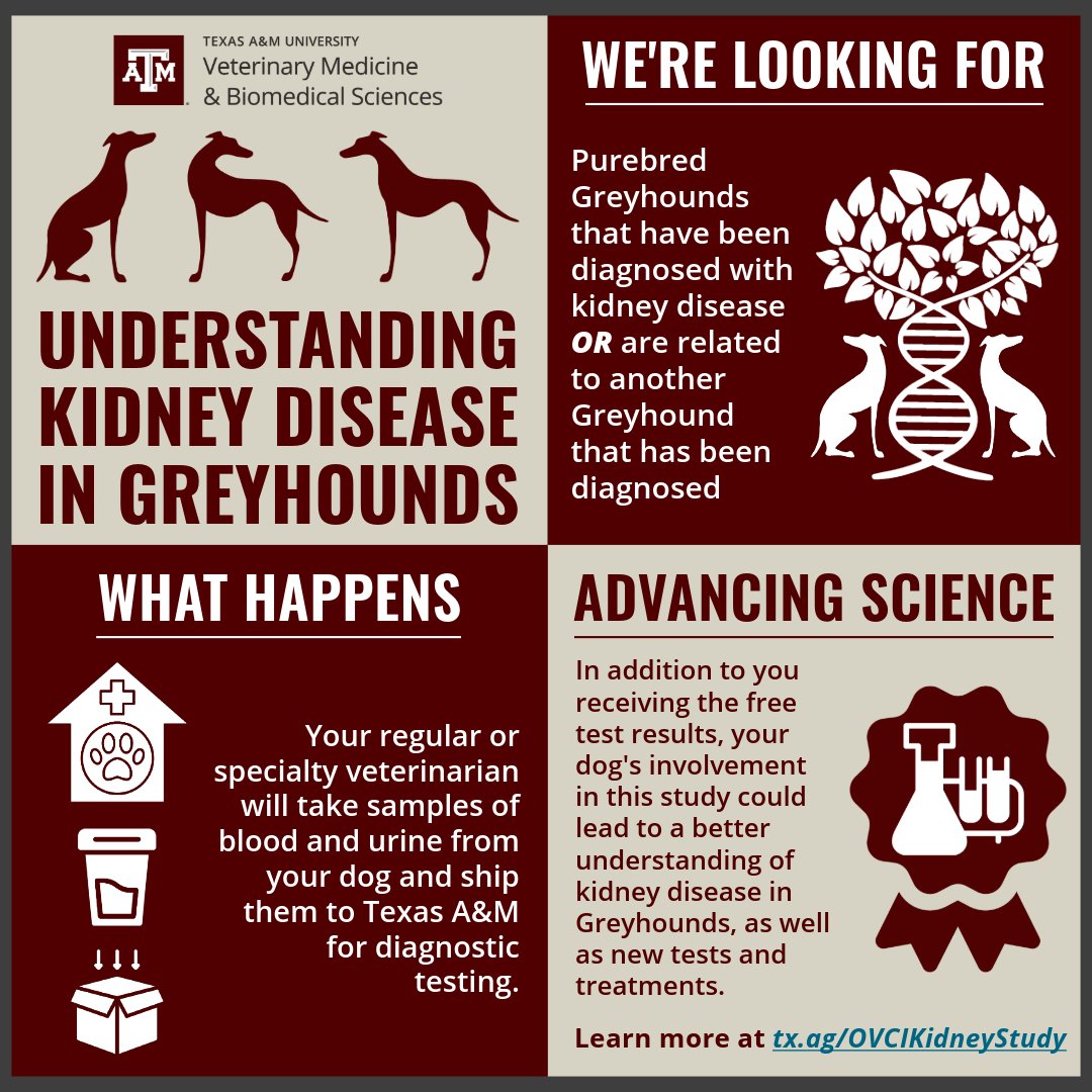 Texas A&M VetMed on X: "Texas A&M is enrolling purebred Greyhounds from  across the country in a new clinical trial studying the breed's  predisposition to kidney disease. Learn more, ask questions, and