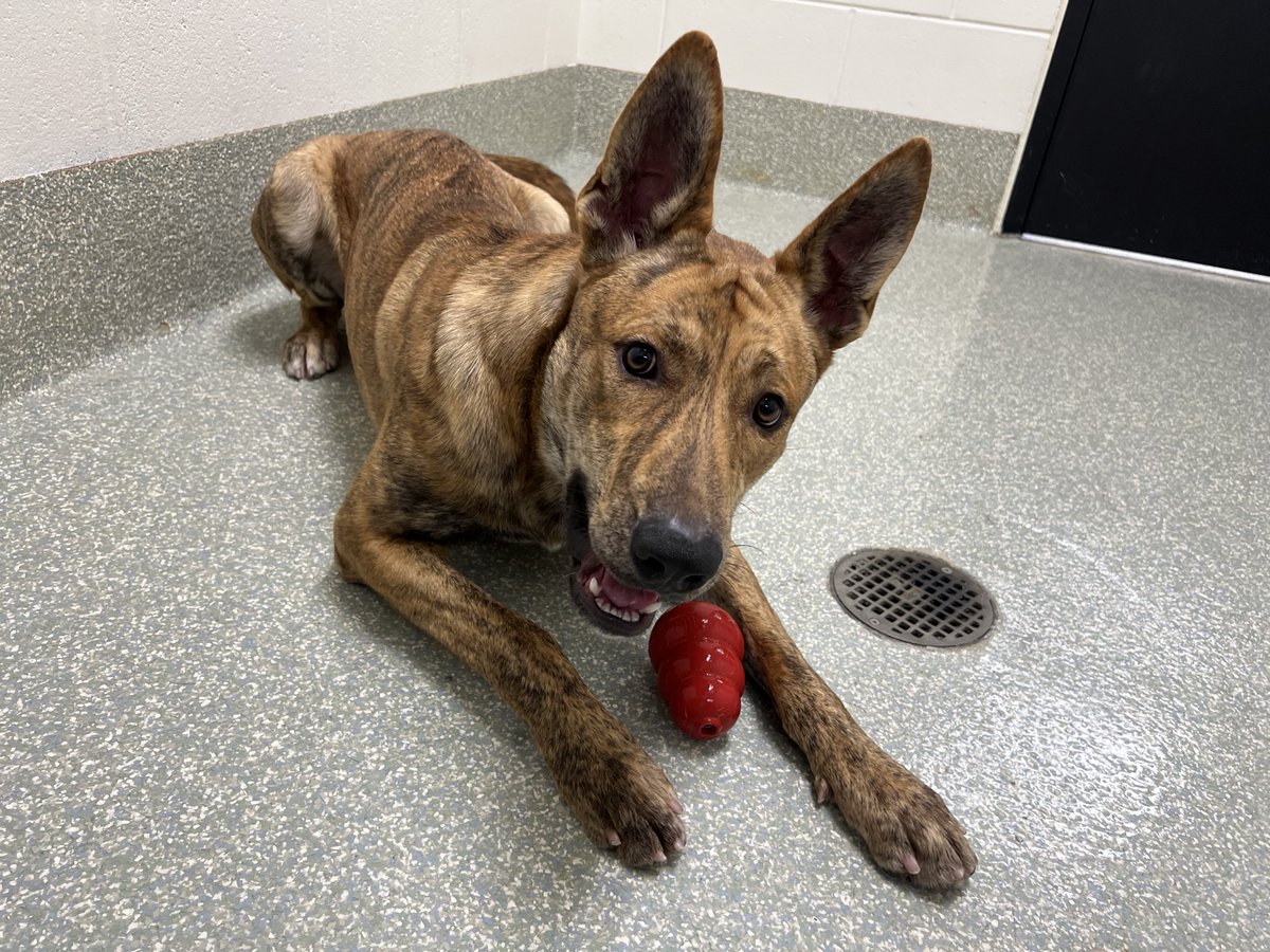 HoustonSPCA's tweet photo. Meet Tiger, the energetic shepherd mix! He's a great listener, loves to play, and secretly adores cuddles. Adopt him today and enjoy a $10 discount on his fees! But hurry, this offer ends today. Don't miss out! πΎ #AdoptionHighlight https://t.co/g63fxwfsPx