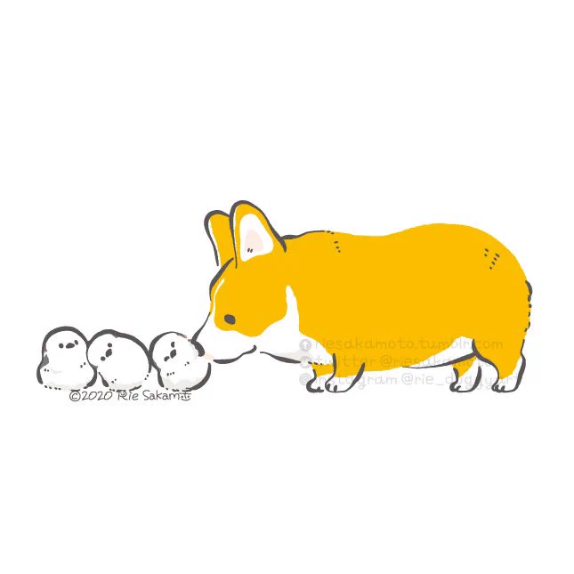 シマエナガの日のコーギーとシマエナガたち #シマエナガの日