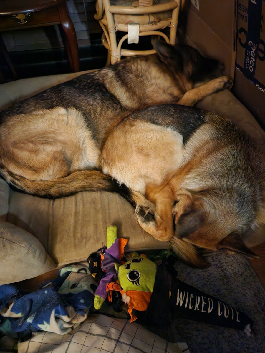 Merrick279's tweet photo. @BukkitBrown Valkyrie and Rain cuddling. 🐾💙🐾 https://t.co/UKsqfdauJG