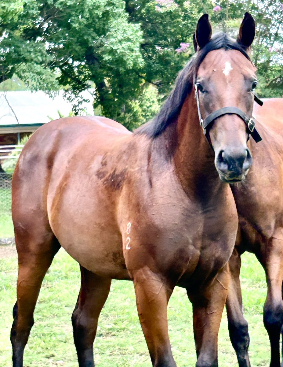 ColquhounRob's tweet image. Three weeks to go until @inglis_sales Classic. #cosmicforce @NewgateFarm