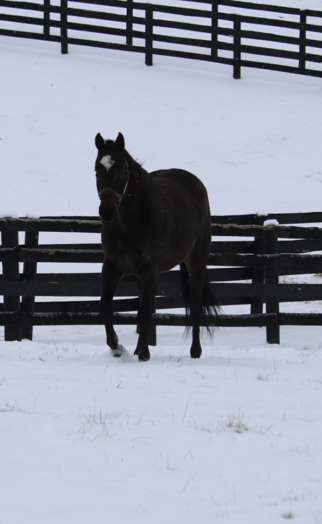 Recently retired GSW King Cause enjoying his first snow day.