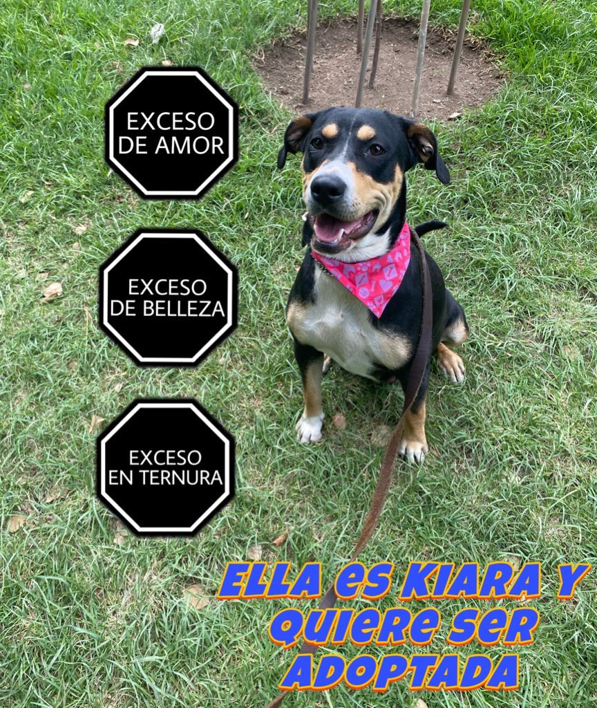 Kiara ya lleva varios meses en pensión 🥺
Cuando la rescatamos sabíamos que tardaría en ser adoptada por ser negrita,mestiza y talla grande 😔
Ojalá abran su corazón y le den una oportunidad a una perrita que solo sabe dar amor y cariño ❤️
Tiene 3 años.
Estamos en CDMX