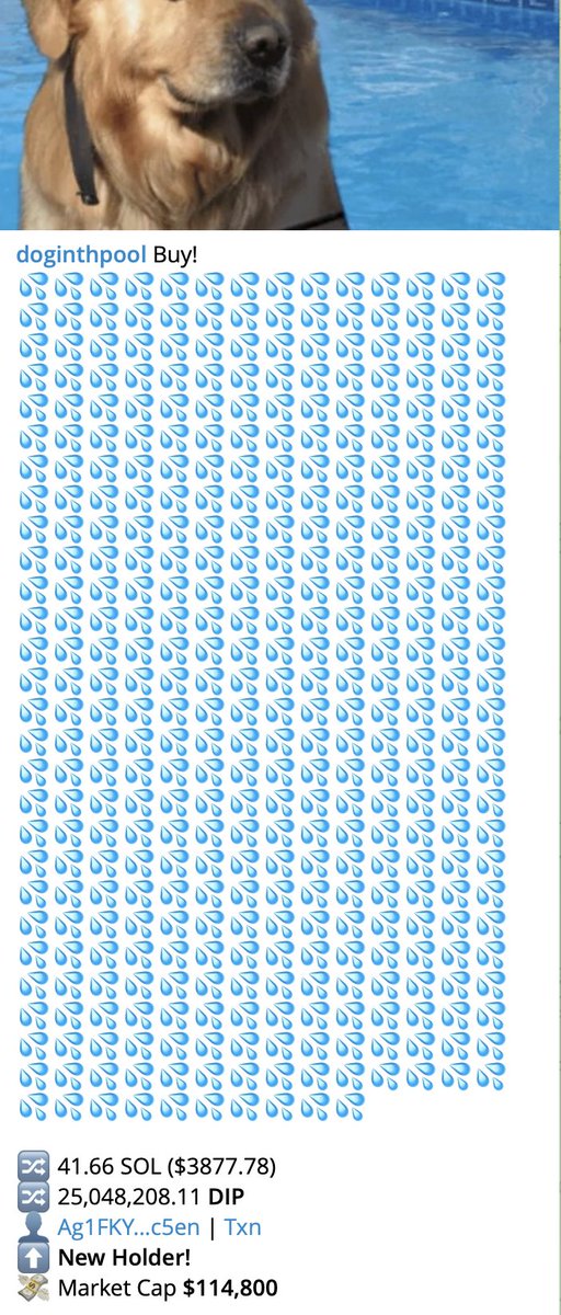 doginthpool tweet media
