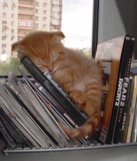 iheartbutter24's tweet photo. eepy kitty + eepy kitty reference https://t.co/T6paCUDU4q