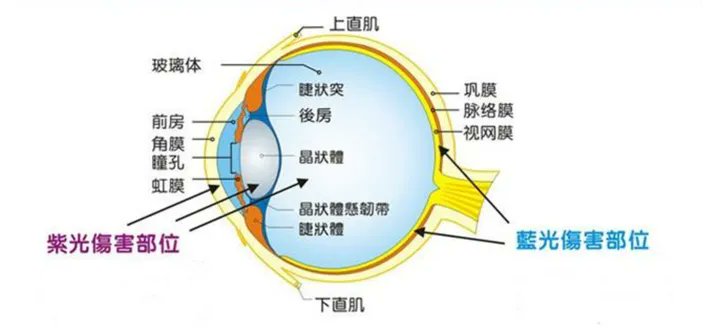 有害蓝光具有极高能量，能够穿透晶状体直达视网膜，引起视网膜色素上皮细胞的萎缩甚至死亡。 光敏感细胞的死亡将会导致视力下降甚至完全丧失。 蓝光还会导致黄斑病变。 人眼中的晶状体会吸收部分蓝光，渐渐混浊形成白内障，而大部分的蓝光会穿透晶状体，导致眼睛出现黄斑病变以及白内障。