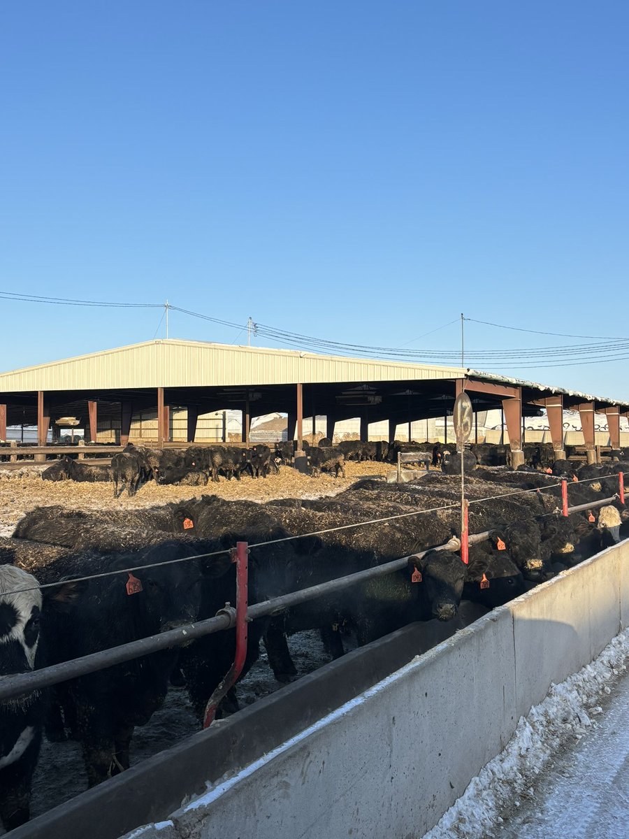 greencattleco's tweet photo. Sunshine and fresh sheets,  cocktail to warm the belly, and cheers to a couple more days of water tanks staying open and a gel free wknd.  Warmer days ahead boys https://t.co/cDV3lnSzDy