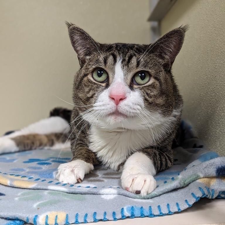 Xead is about seven years old and looking for a home. He’s a quiet boy with the cutest little tufts on his ears. Can you help us find him a home? 

📍 Blackwood, NJ

#sheltercat #adopt #adoptacat #nj