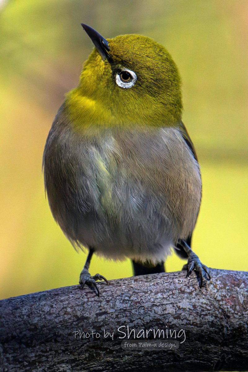 KodaHiroshi's tweet image. マイク・ワゾウスキ

#マイク・ワゾウスキ #MikeWazowski 
#メジロ #α1 
#これソニーで撮りました