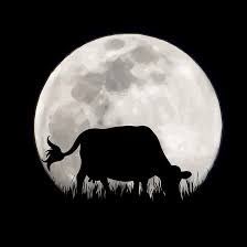 Mañana x <a href="/610Rural/">Radio Rural 610AM</a> los espero para tomar unos🧉🧉 juntos y compartir este trabajo final de grado presentado x Iara Amorín y Nalia Rosas sobre “FASES LUNARES Y SU RELACIÓN CON EL SEXO DEL TERNERO EN DIFERENTES RAZAS PRODUCTORAS DE CARNE”