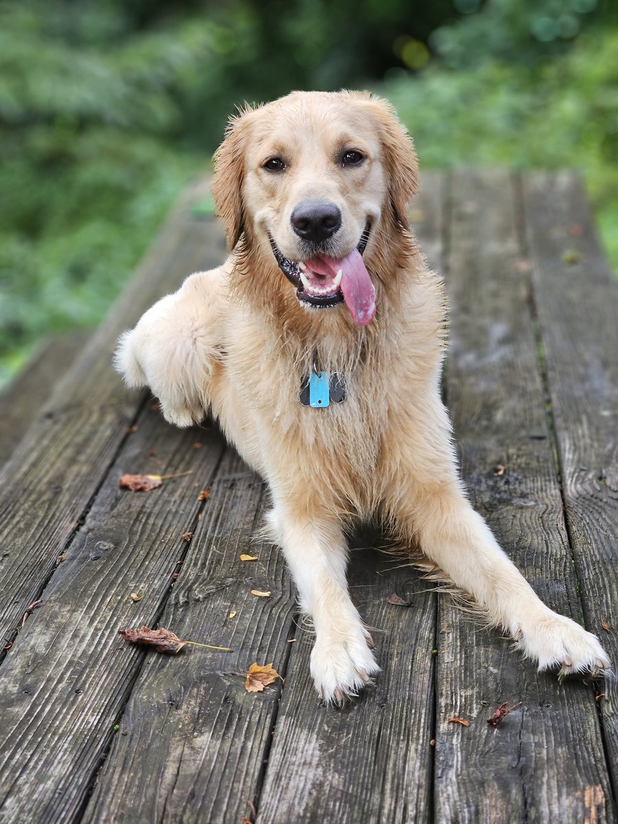 Nikki Piet tweet media