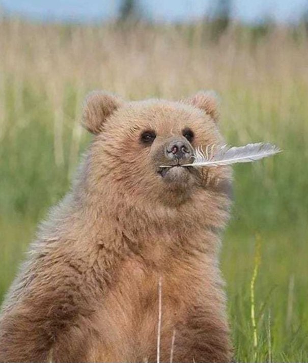 🐻 Bear 🍃 tweet media