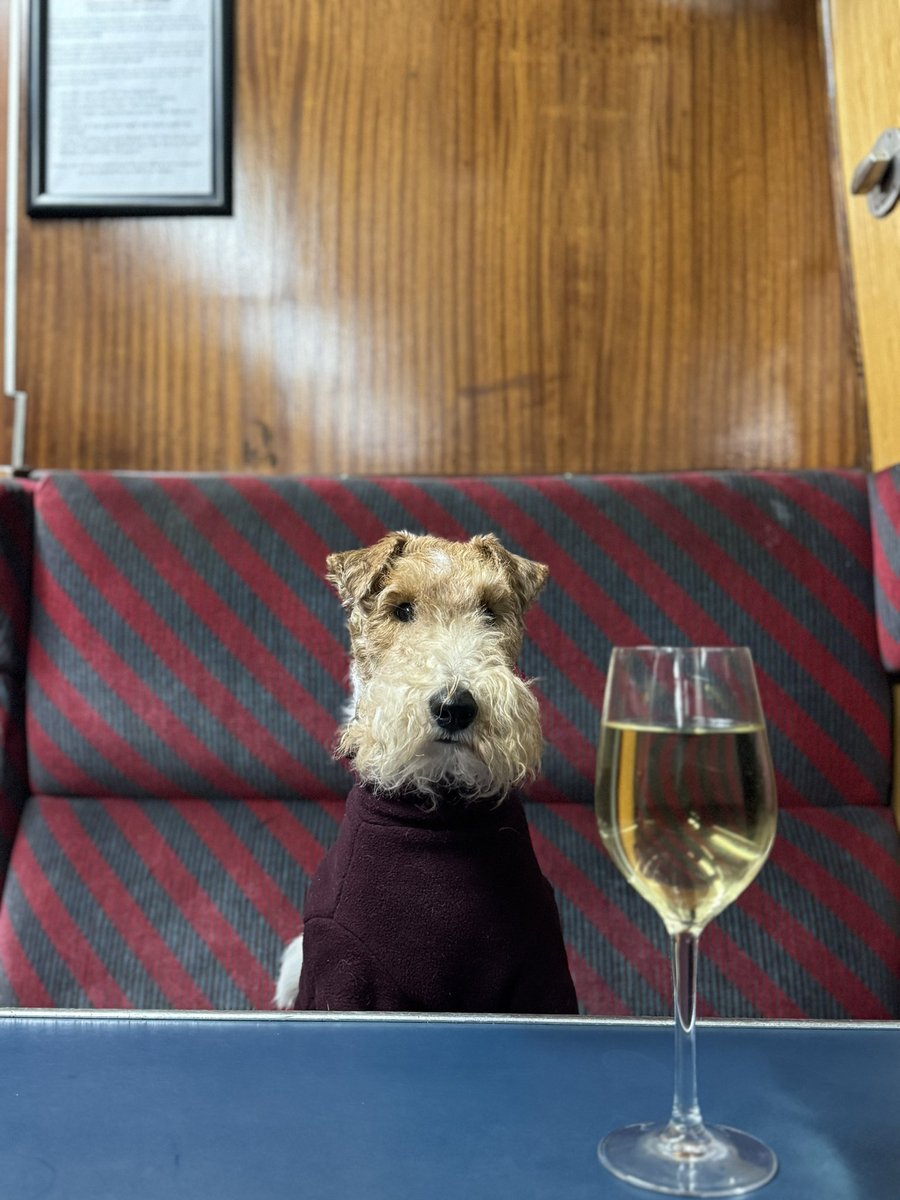Never mind Liam Gallagher promoting his latest video on the Rossendale/Bury/Rochdale @eastlancsrly, here is Wilson enjoying his time at the Rawtenstall Buffer Stops Bar, there is a definitely/maybe here - what a fantastic place! #teamrossendale #wirehairedfoxterrier