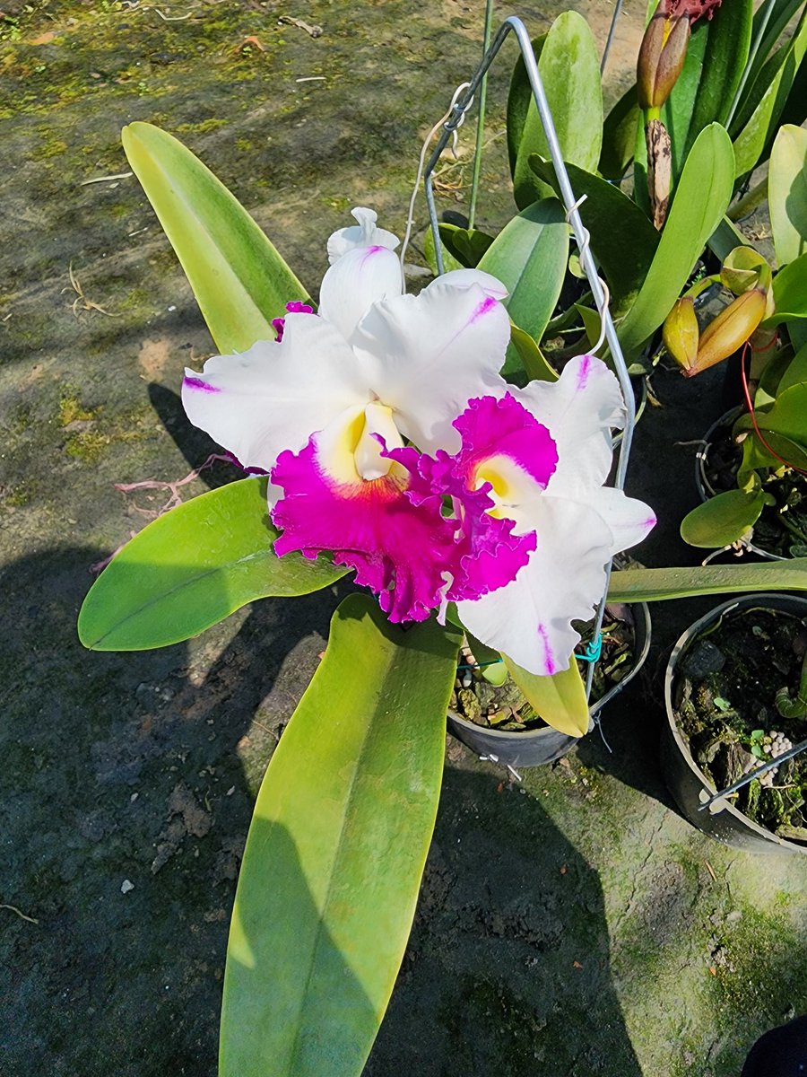vuonlanthutien's tweet photo. Each flower has its own beauty. But orchids have a beauty called the queen of flowers.
Hoa lan thật sự là nữ hoàng của các loài hoa vì vẻ đẹp ma mị mà nó mng lại.
#orchids #FLOWER #hoalan https://t.co/Jv54tmW7YC