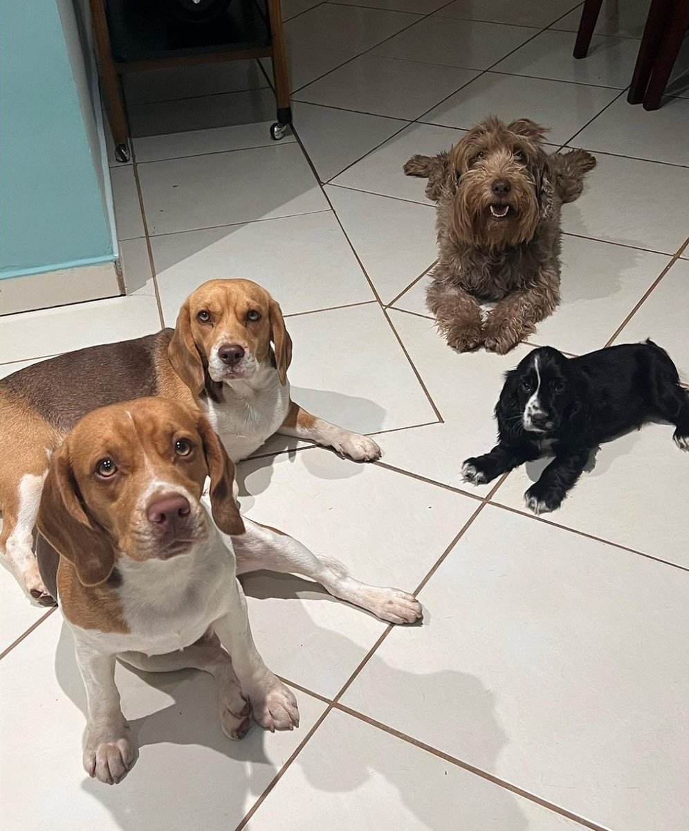 KatiFFc2's tweet photo. 4 🐶❤️

📷 [Kati/Ig] https://t.co/GaTsrgCSza