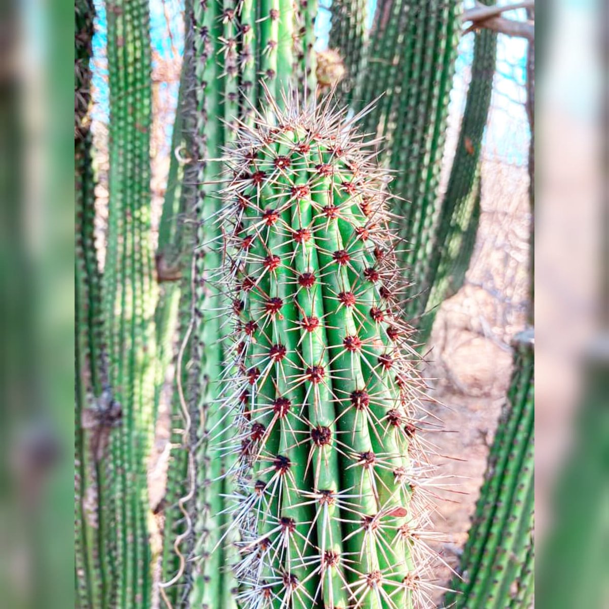 BajaShuttle's tweet photo. Stenocereus queretaroensis es el nombre científico de una cactácea conocida popularmente como pitaya o yagüarey. Es una planta de apariencia arbórea y de tallos columnares. Es muy común en las zonas semiáridas del centro y norte de México #Cactus #beach #vibes #cabosanlucas https://t.co/pZvx6IvVAT