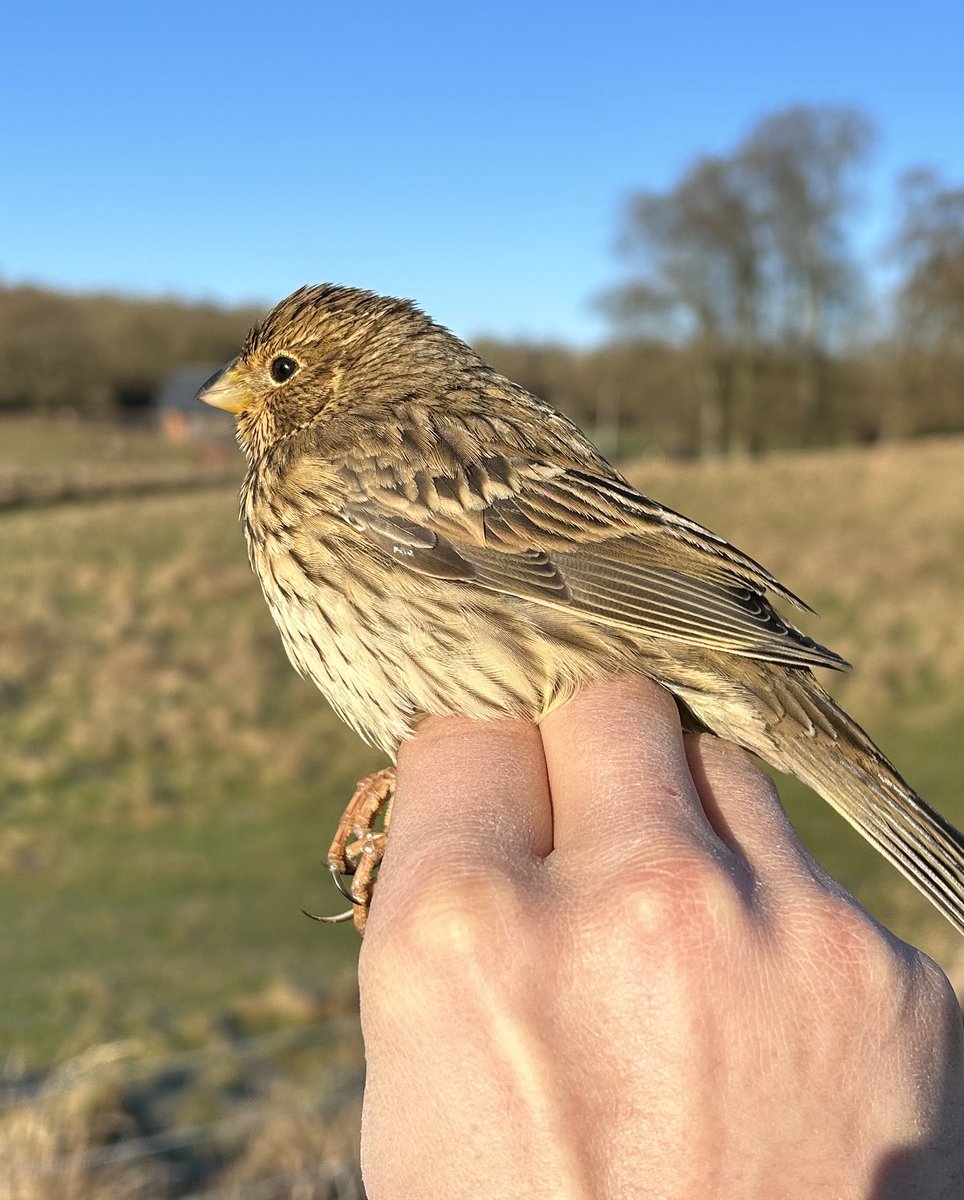 West Oxfordshire Farmland Bird Project tweet media