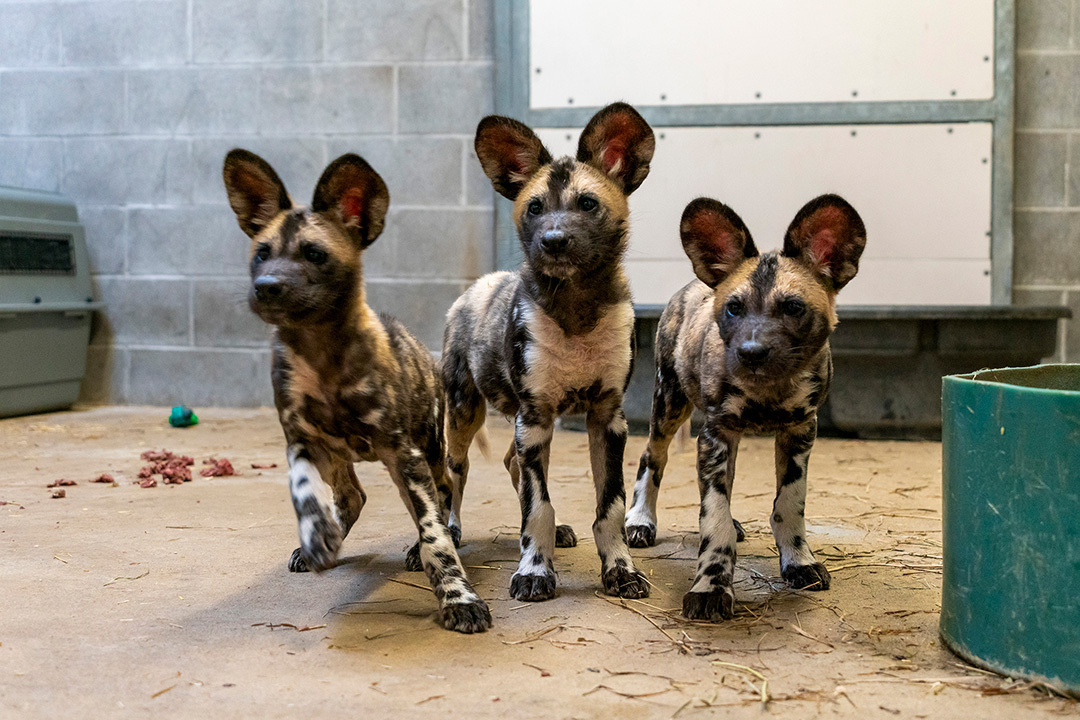 zoos_aquariums's tweet photo. 🐾 Meet Blue, Red, and Orange, the new adorable African painted dog pups at @PotawatomiZoo. A golden retriever foster mom was brought in to help raise this colorful trio 🐕. More in Connect: https://t.co/2QY0JHI3Hj. #AfricanPaintedDogs #ZooBabies #ZooBorns #SouthBend #Indiana https://t.co/MwRUVdp5sy