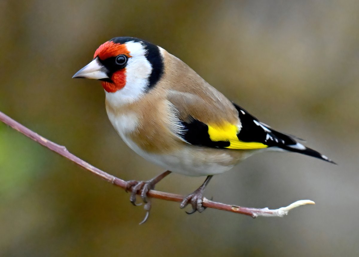 CarlBovisNature's tweet photo. A beautiful Goldfinch in my Somerset garden this week. 😍
 Taken from my bathroom window.... of course! 😁🐦 https://t.co/MkasdzaDKP