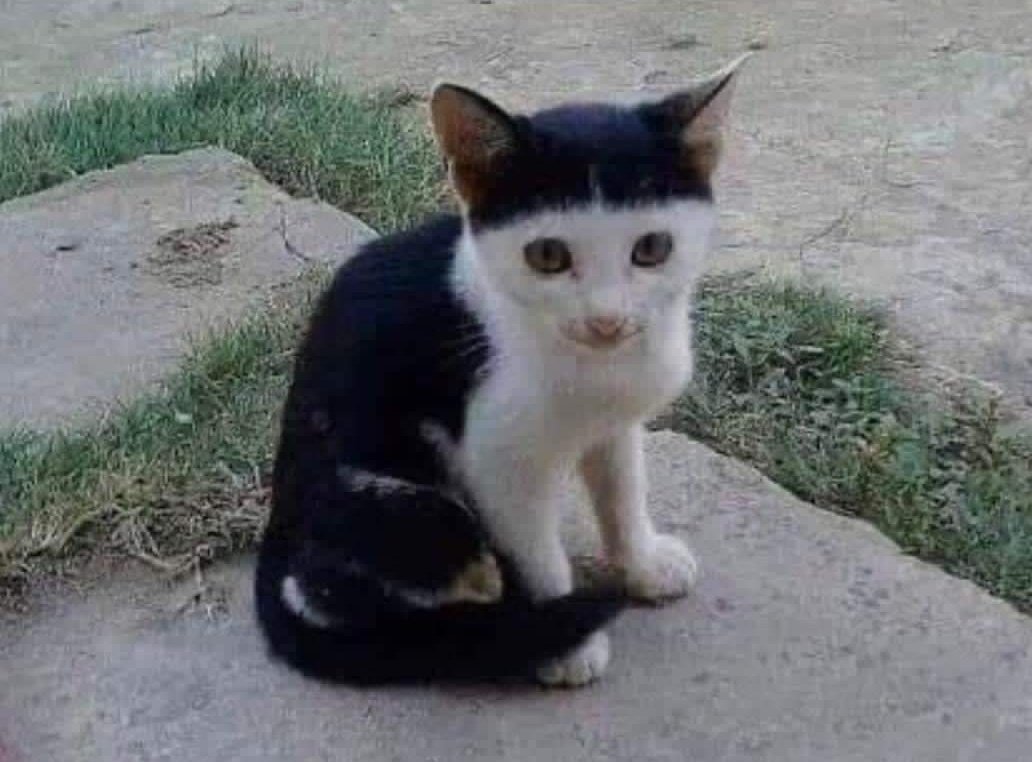 seguramente está en contra del dnu de milei