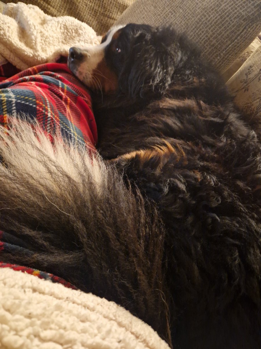 Siobhan Scanlon tweet media