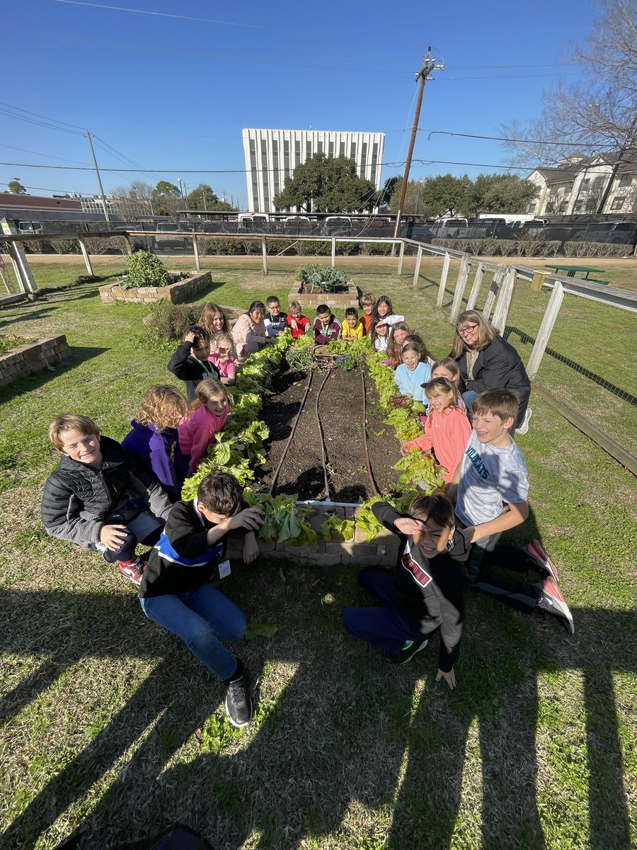 @WilchesterSBISD harvested lettuce before the freeze tonight!!! Lots and lots of lettuce!!🥬 🥬 @readygrowgarden @LizGoodman1 @SBISD