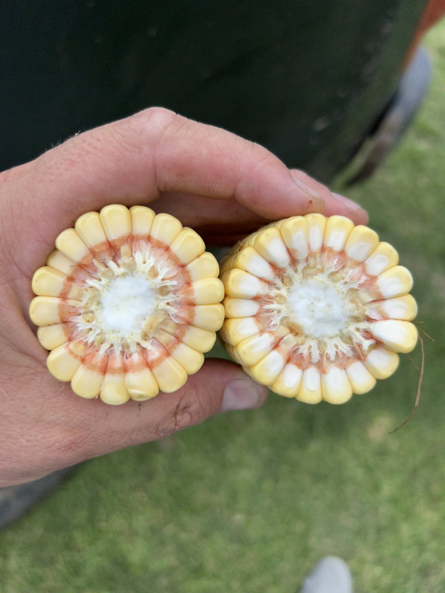 jecheverria88's tweet photo. El manejo es muy importante y cuando el clima acompaña todo se potencia!

Los cultivos van y van pa’delante noma! Concretar una buena zafra nos alienta a seguir en el mismo camino…

DK72-72 Tre y DM60i62 https://t.co/dKzWWfQSkb