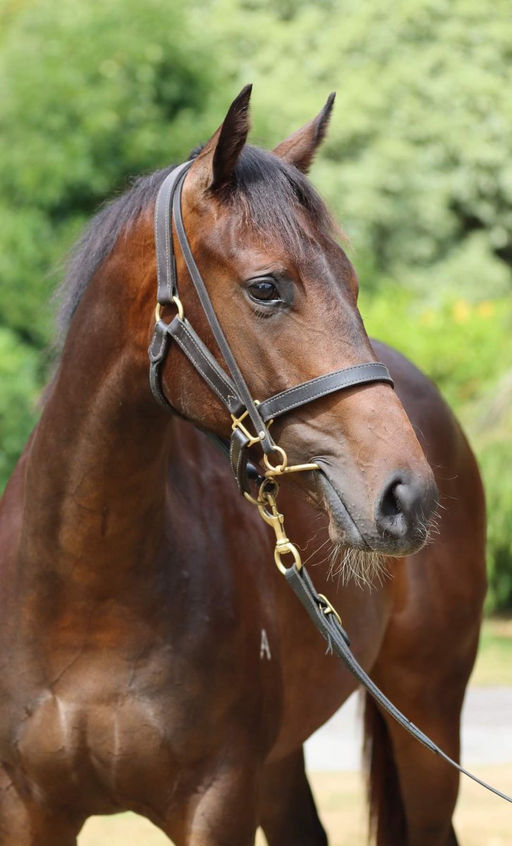 2024 Karaka photos online now <a href="/KarakaChat/">New Zealand Bloodstock</a>