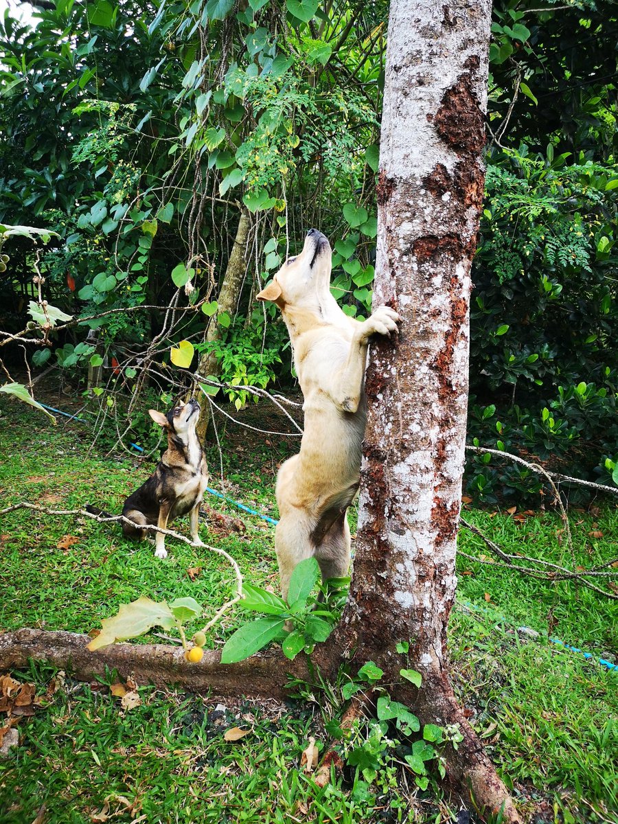 gardener tweet media