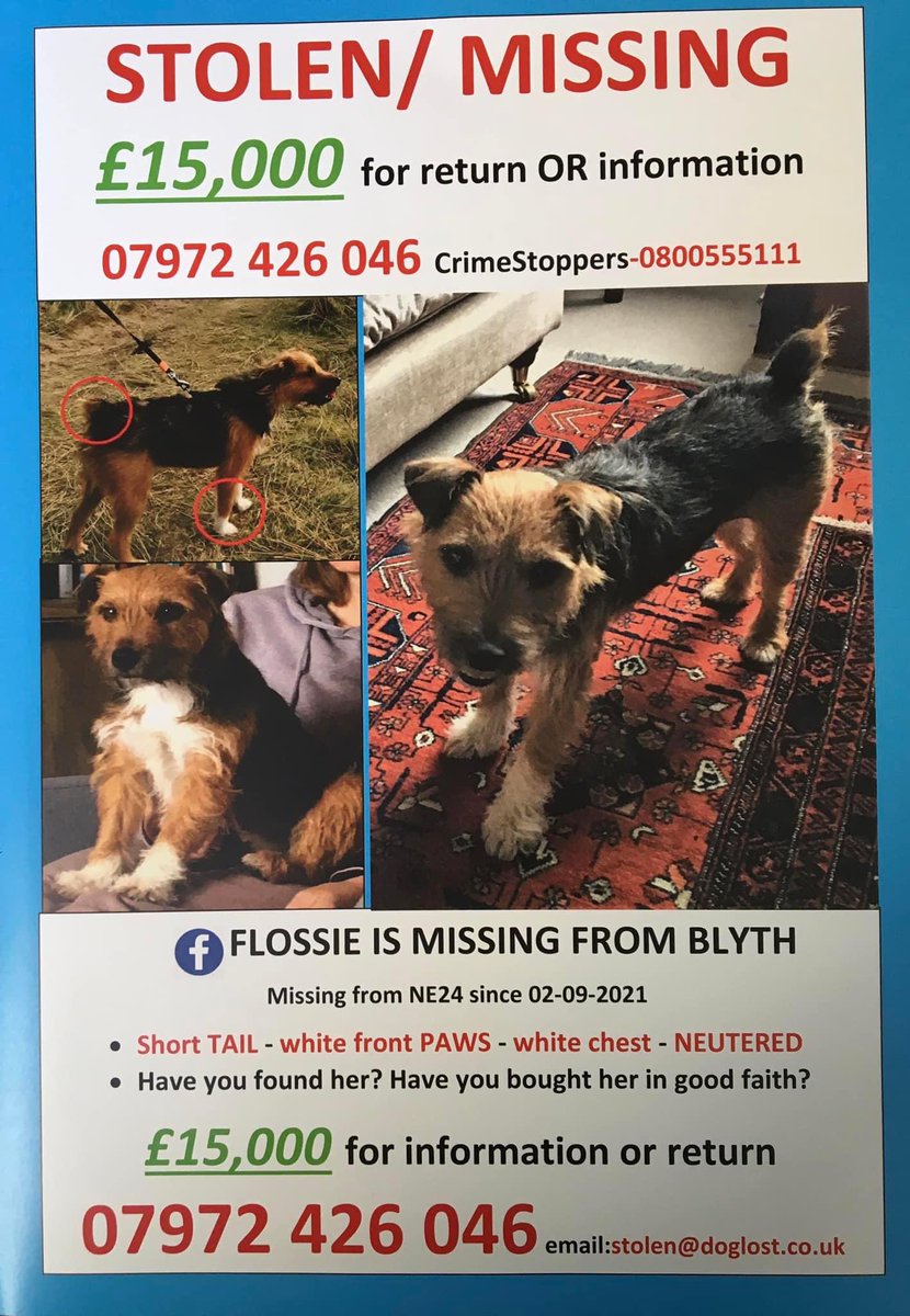 #FF #RT #FindFlossie Please help FIND FLOSSIE, MISSING/STOLEN FROM #BLYTH #UK On 2 Sept 2021 she ran into dunes at Blyth beach and not been seen since. Here to help owners Nick & Gill bring her home @FindFlossie